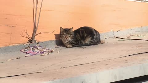 Cat cats
