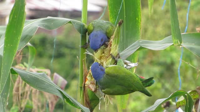 Couple of green birds