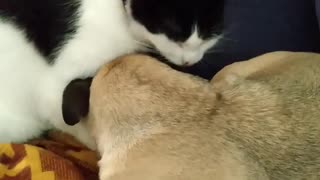 Luna the cat licking bug the pug