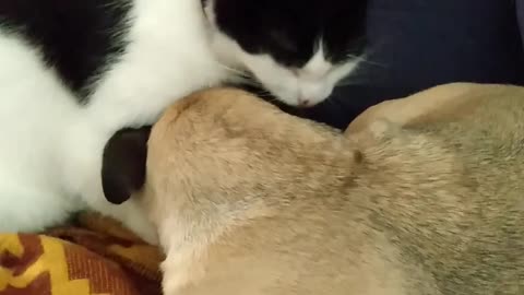 Luna the cat licking bug the pug