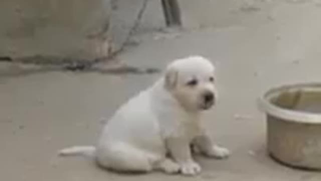 🥺🥺🥺🐕🐕 puppy imitates a chicken<3