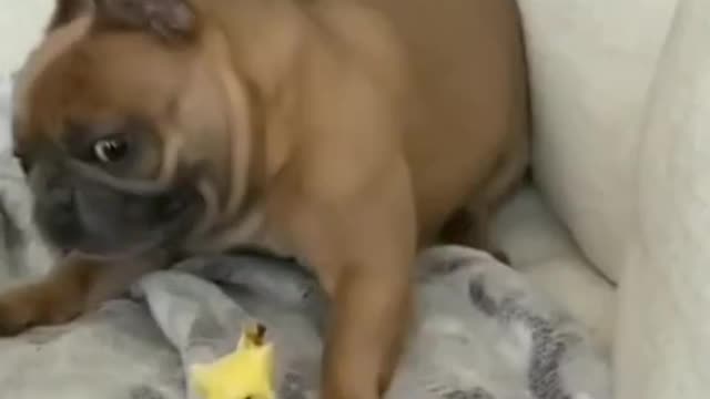 Funny playing dog.