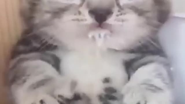 Cute Baby Cat is Feeding The Milk