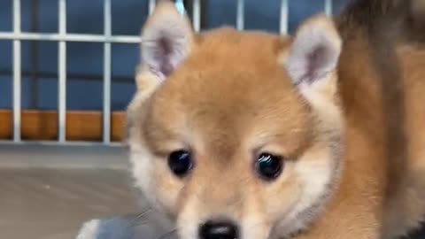 I:? #ShibaInuBaby#LittleMilkDog#Douchi#Shiba Inu