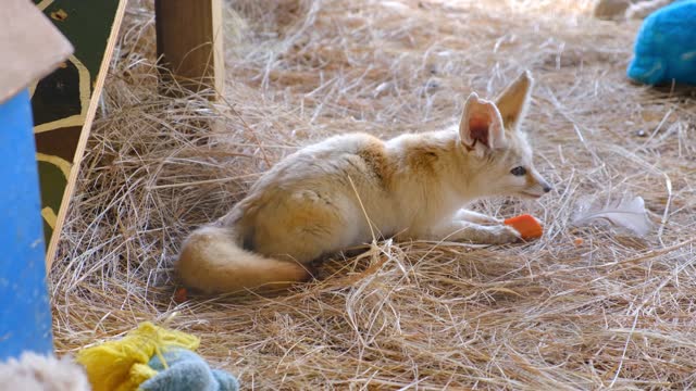 A Cute Fox Cub Eating in Hays