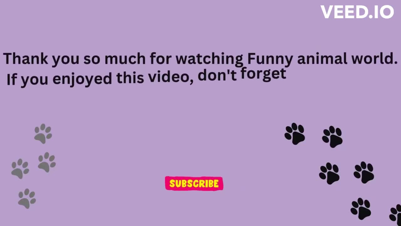 funny pets video ; THE RULERS 😂😂😂🤣