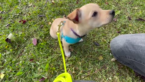 How to Train ANY PUPPY to walk on leash