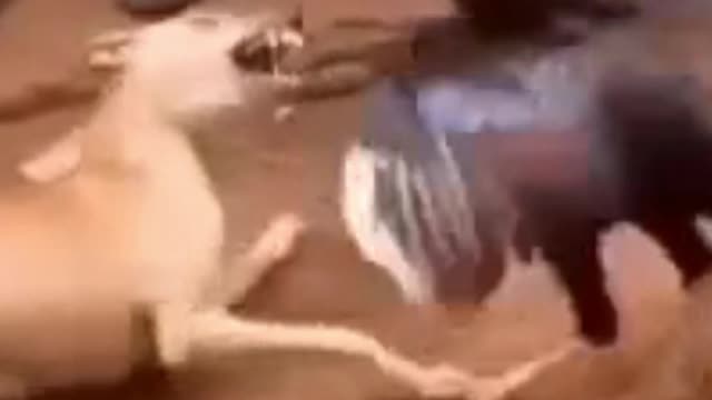 A violent fight between a dog and a chicken