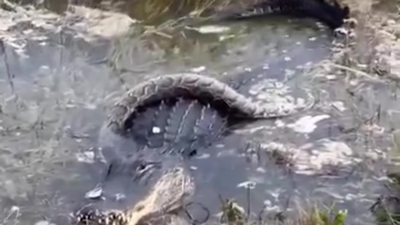 An 11-foot alligator was seen trying to swallow a python at the Everglades National Park in Florida.