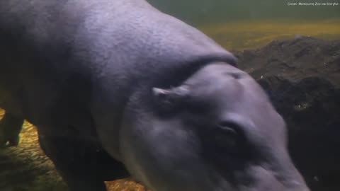 Hippopotamus relaxing