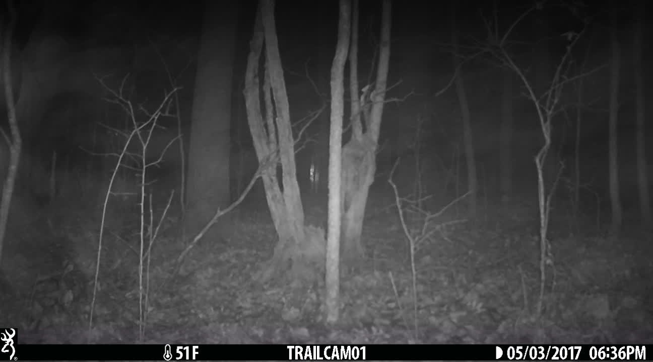 strange deer cam video