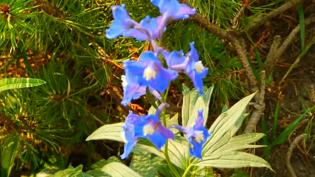 Une fleur Pour les. Fleurs