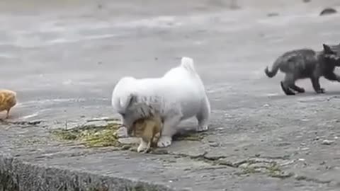 Cute pet's baby / funny video