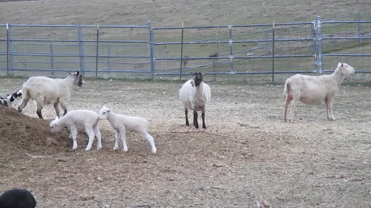 Leaping Lambs !