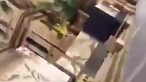 Australia Police violence共產澳洲#8