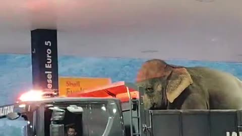 Elephants At The Gas Station