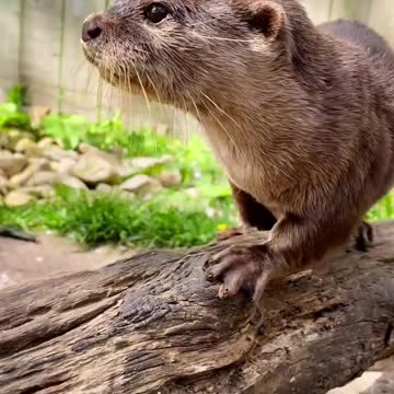 🌅🦦🌅🦦🌅🦦