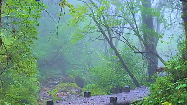 LAXING NATURE SOUNDS FOR MIND RELAXATION AND STRESS RELEASE
