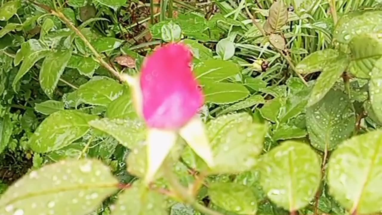 Beautiful flower