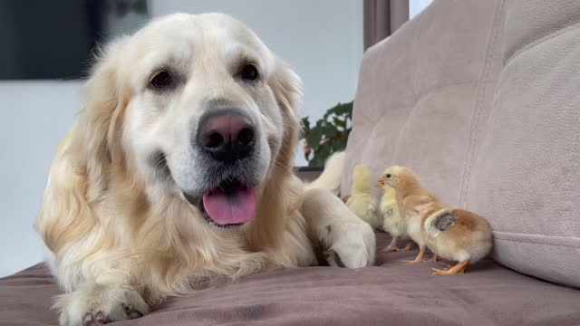 What does a Golden Retriever do when sees Baby Chicks