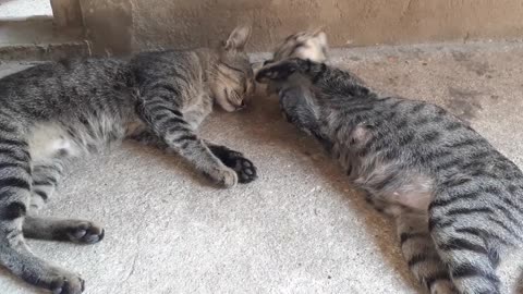Cat Lovers