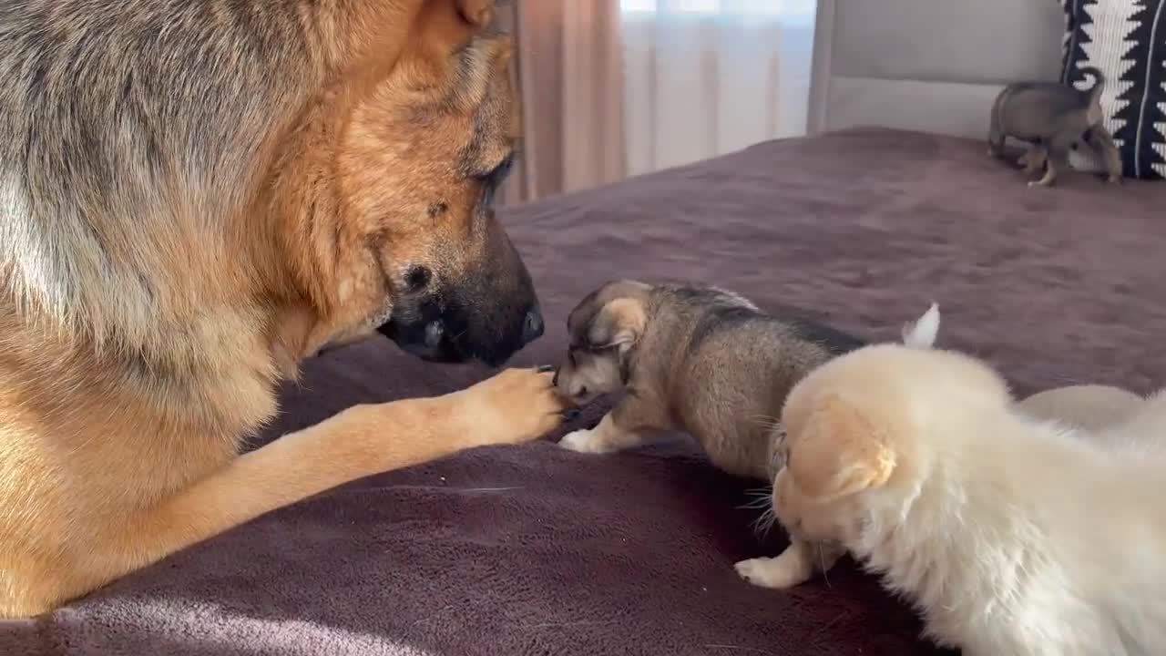 German Shepherd Meets Puppies for the First Time