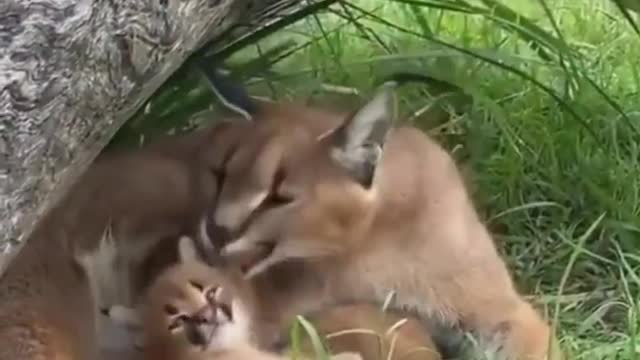 Funny Animals like father like son 🥰