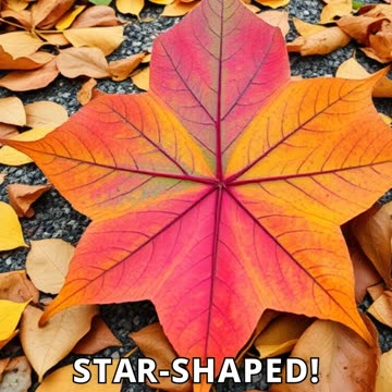 Find 5 Different Leaves Challenge!