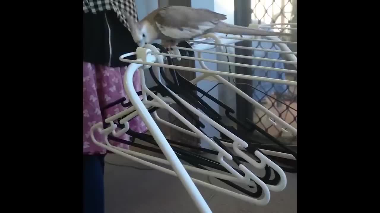 Crazy Cockatiel 😂