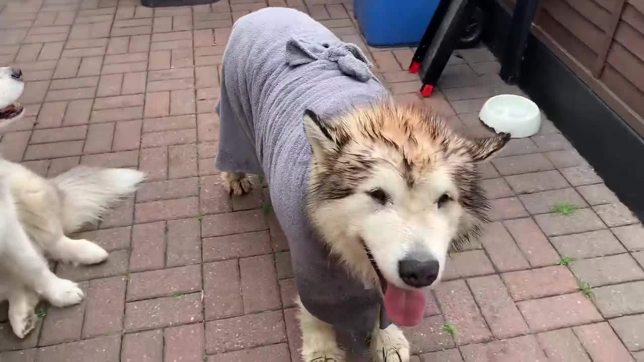 Alaskan Malamute Bath Time! Naughty Niko Rolled In Poo!-1
