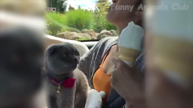 Best Funny Cat Videos That Will Make You Laugh All Day Long