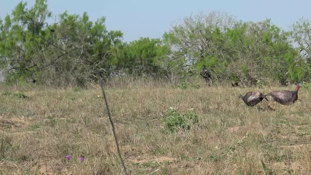 Mesquite Tree Ranch-Bobby Dowdy