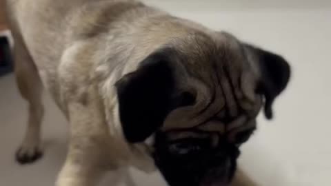 When i Pranked my Pug 😃