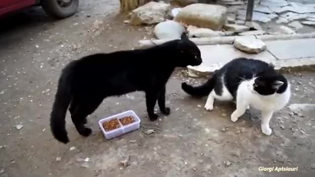 Angry cats fight and argue about food