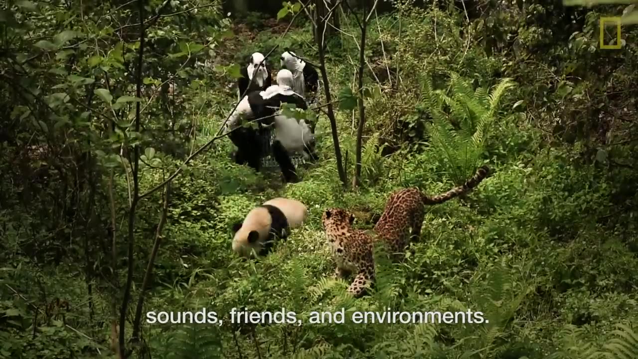 Raising Cute Pandas: It's Complicated | National Geographic