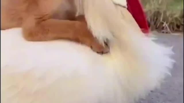 Funny Videos -Chicken and Dog