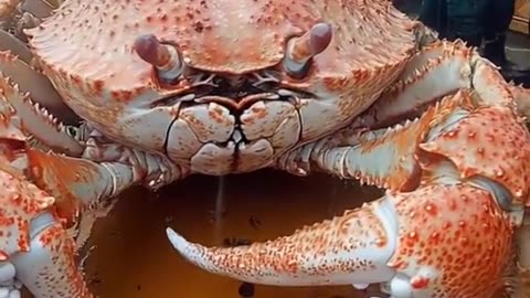 Giant crab caught by Chinese fishermen. there is kraken???