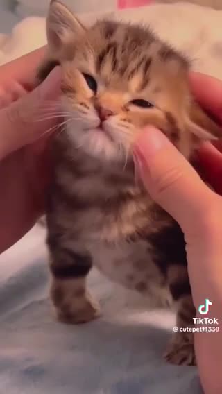 Funny kittens videos