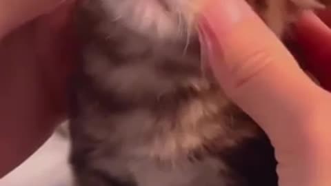 Funny kittens videos