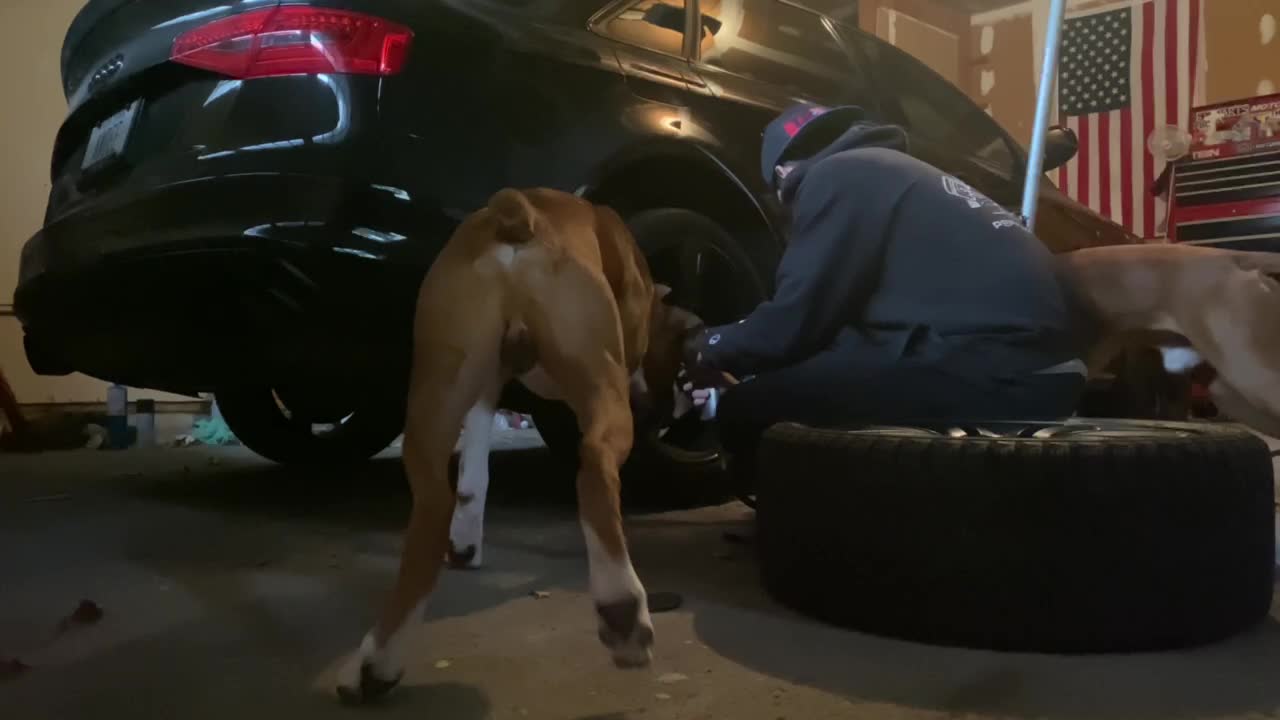 A couple four-legged boxer mechanics