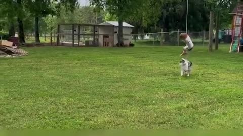 un chien sauveur