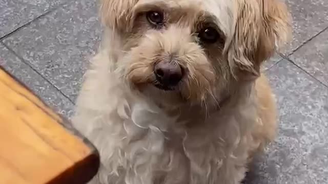 What's bothering the puppy