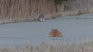 Cat staring down rabbit.