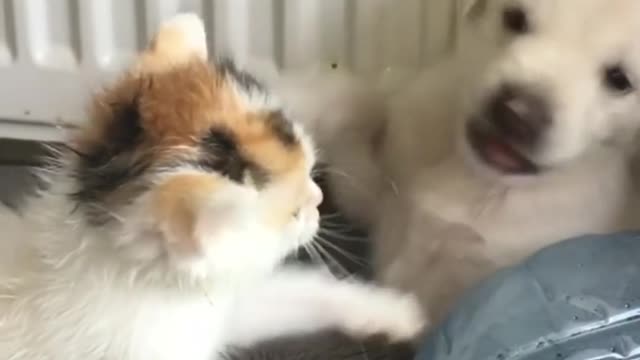 Puppy cat and cute doge love
