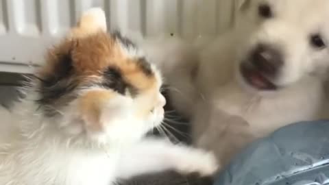 Puppy cat and cute doge love