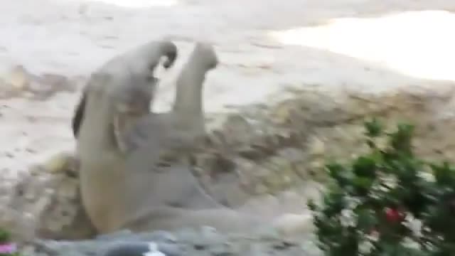 Baby elephant falls off ledge, mom elephant comes to rescue