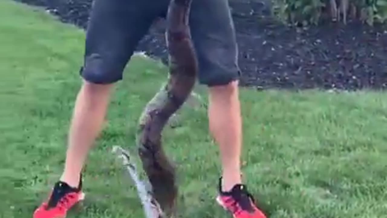 Everyone, including the snake, knew how that was going to end