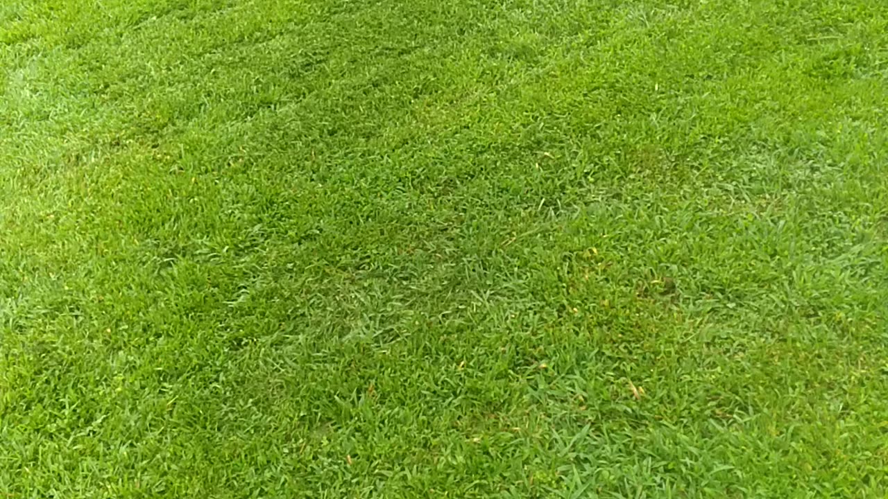 What Fescue Lawn Looks Like?