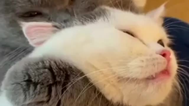 Funny Cats 😂 Cute and Baby Cat 😺 Videos Compilation #4