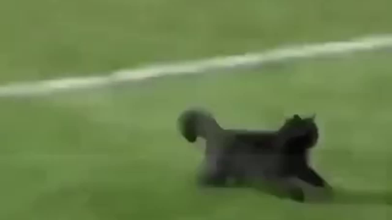 Insane Cat Striker😃